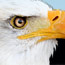 USA Auctions, Inc.